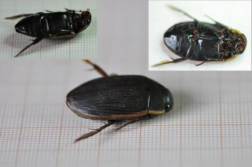 Dytiscus semisulcatus